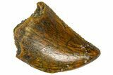 Serrated Baby Carcharodontosaurus Tooth - Morocco #361023-1